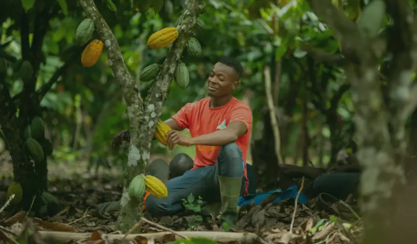Cocoa harvest and cocoa product supply from Uganda