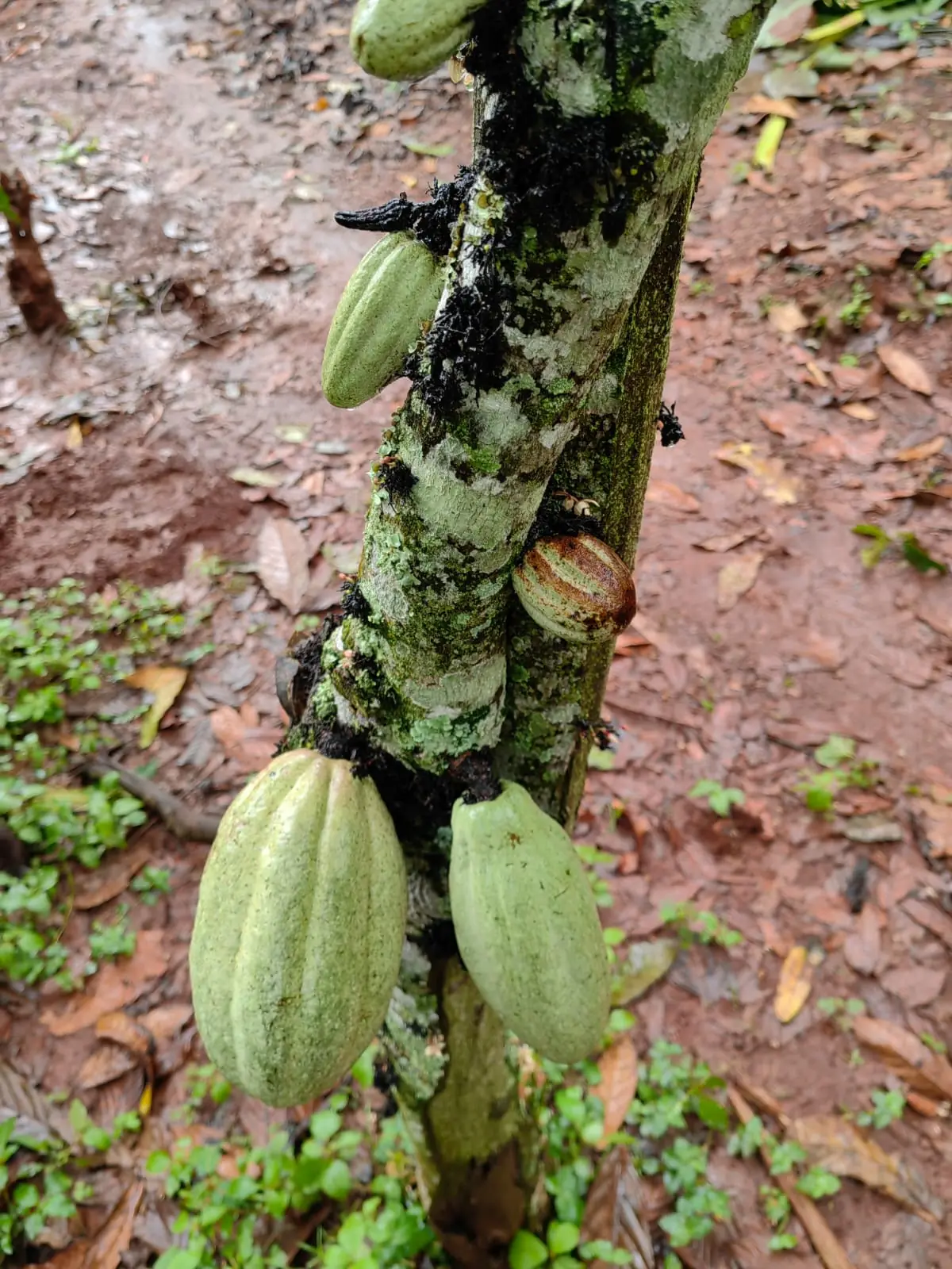 Ugandan agricultural field work
